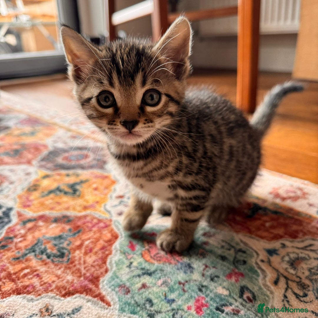 Bengal cats for sale:  Bengal kittens - Image 8