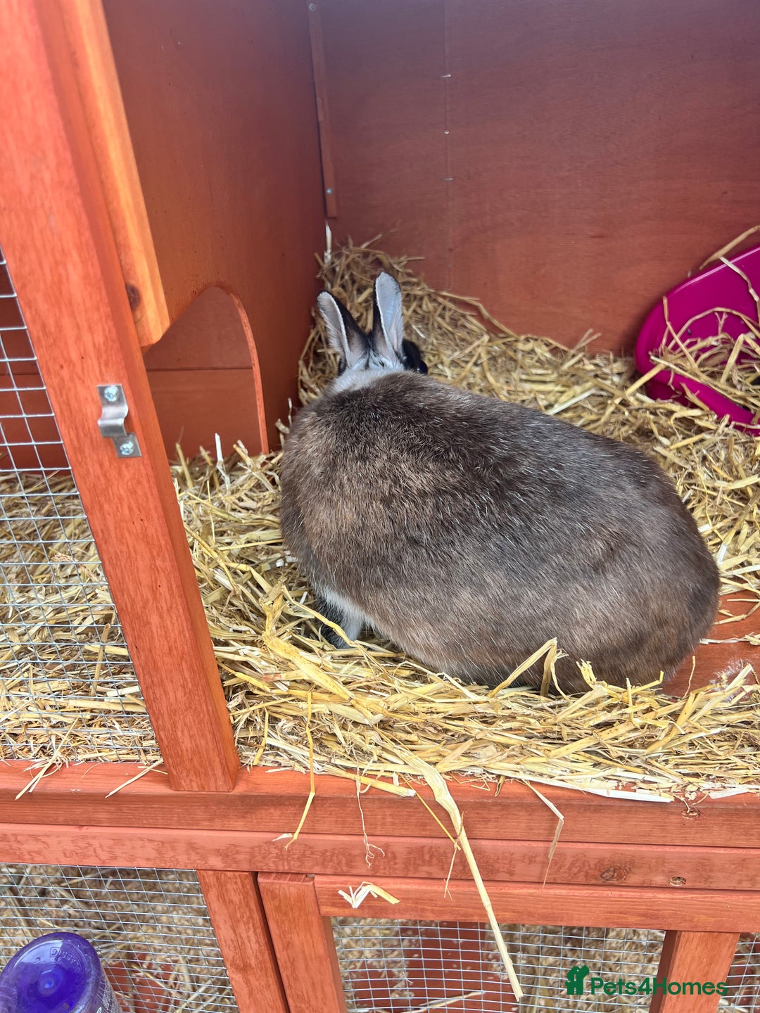 Netherland Dwarf rabbits for sale: Netherland dwarf  - Image 4