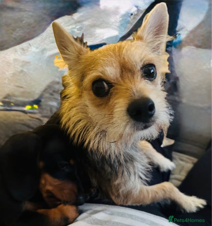 Mixed Breed dogs - Advert 8