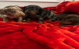 Dachshund dogs for sale: Dachshund  puppies  - Advert 6