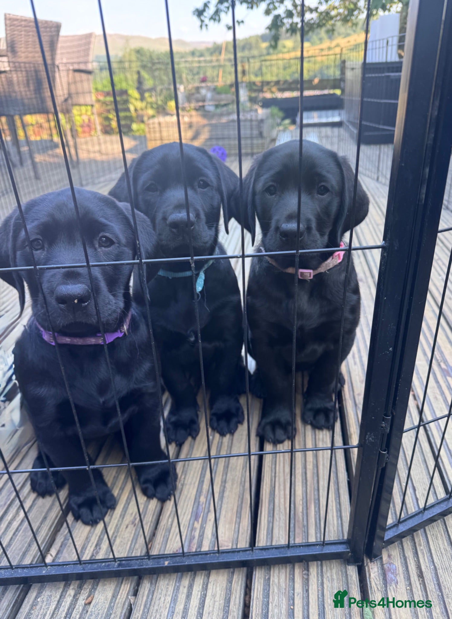 Labrador Retriever dogs Chunky black KC pedigree pups-many titles FTCH - Advert 2