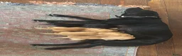 Labrador Retriever dogs for sale: 2 beautiful black boys and fox red girl - Labrador in Christchurch - Advert 22