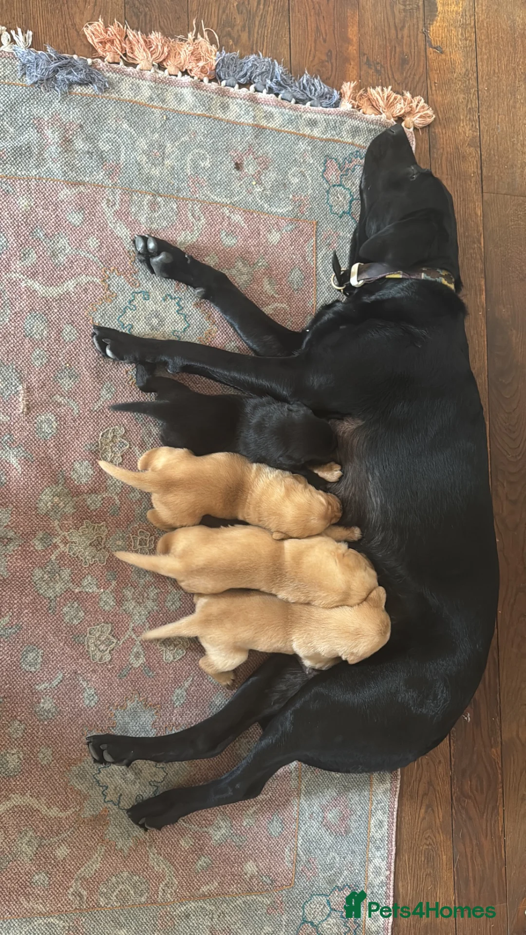 Labrador Retriever dogs for sale: 2 beautiful black boys and fox red girl - Labrador in Christchurch - Advert 22
