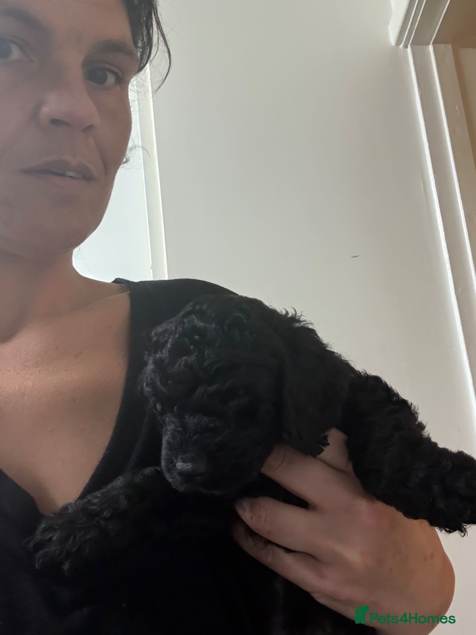 Cockapoo dogs Cockapoo pup  - Advert 8