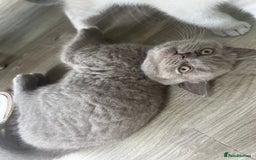 British Shorthair cats for sale: 4 Adorable Kittens are looking for new homes  - Image 18