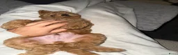 Toy Poodle dogs for sale: Ready now 🏡🐩❤️ 2x gorgeous toy poodle BOYS - Advert 4