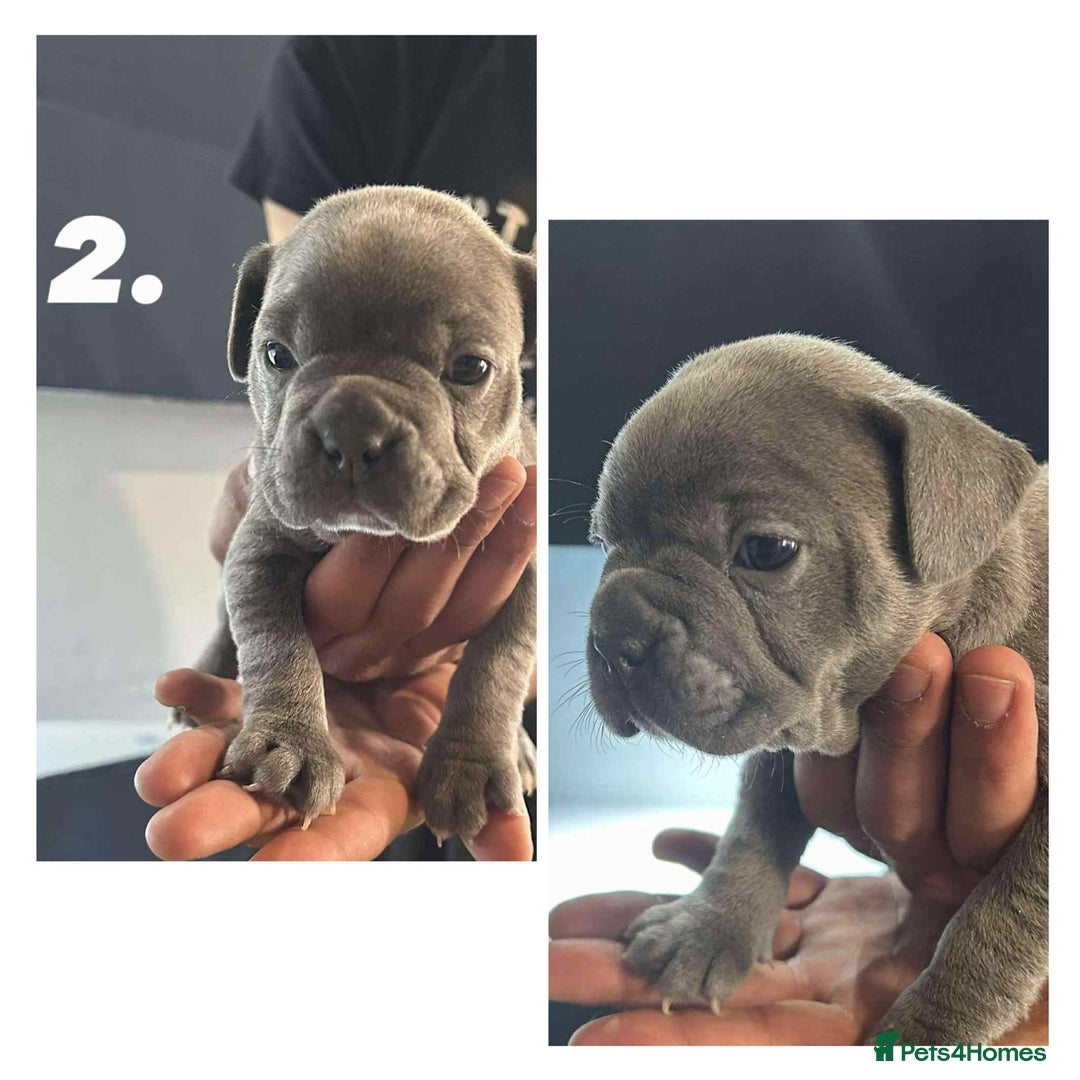 Mixed Breed dogs for sale: French Buldog in Liverpool - Image 22