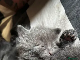 Mixed Breed cats Blue ragdoll cross kitten boy - Advert 1