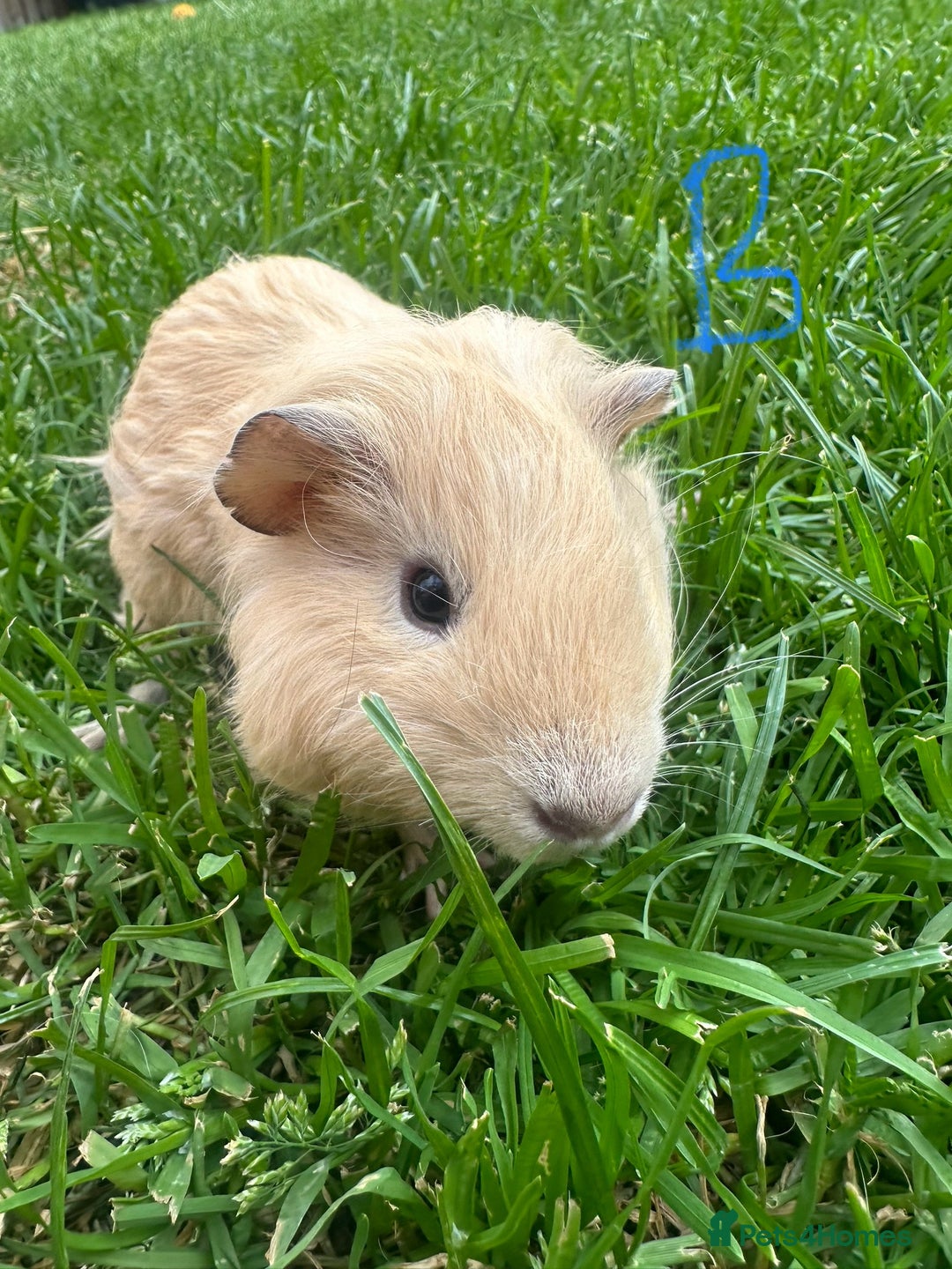 Guinea Pig rodents for sale: Male Guinea Pigs For Sale  - Image 22