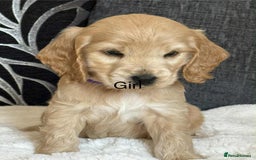 Cocker Spaniel dogs for sale: Kc registered cocker spaniels poops for sale - Image 3