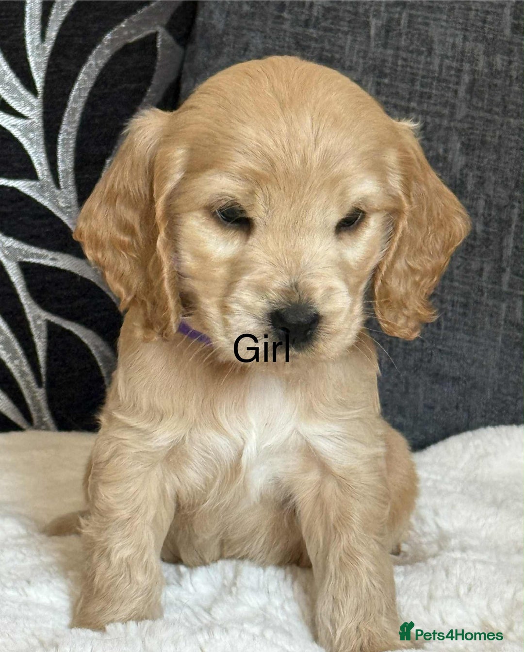 Cocker Spaniel dogs for sale: Kc registered cocker spaniels poops for sale - Image 3