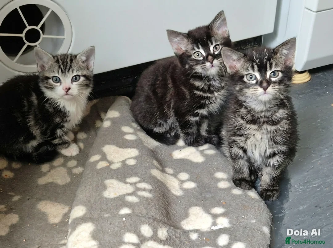 Mixed Breed cats for sale: Bengal Tabby in London - Advert 1