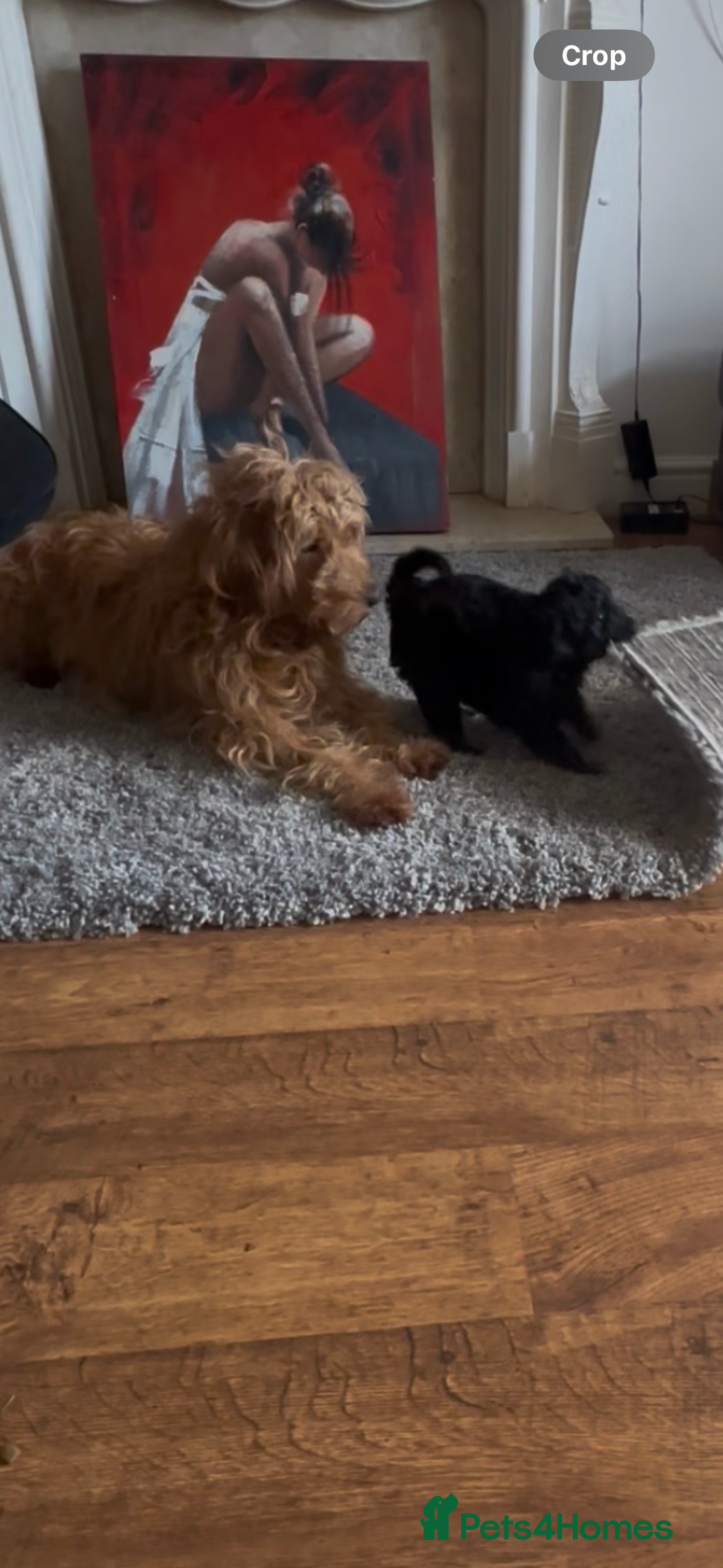 Labradoodle dogs for sale: Stunning small labradoodle  - Advert 4