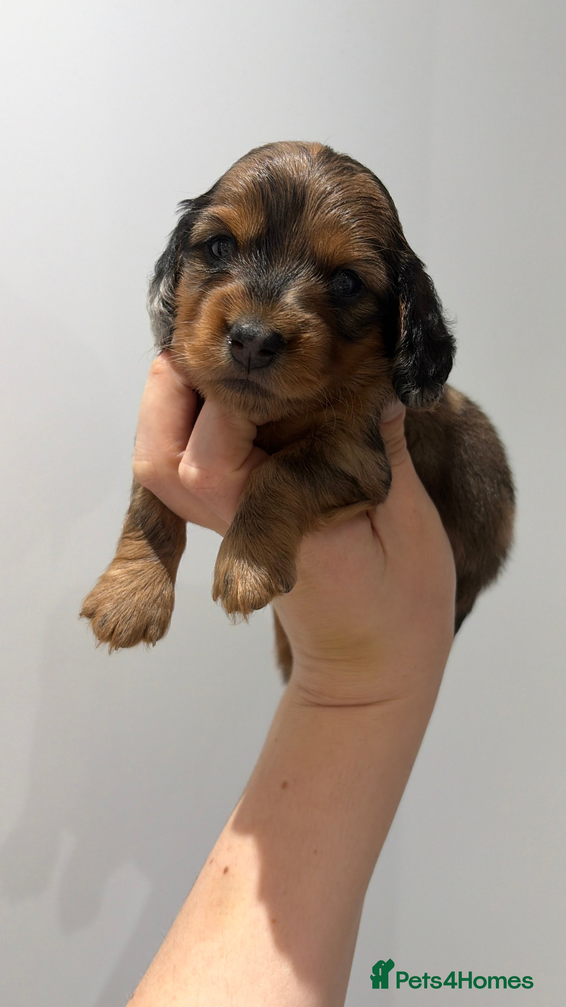 Miniature Dachshund dogs Quality Russian shaded red minis - Advert 6