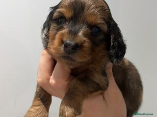 Miniature Dachshund dogs Quality Russian shaded red minis - Advert 6