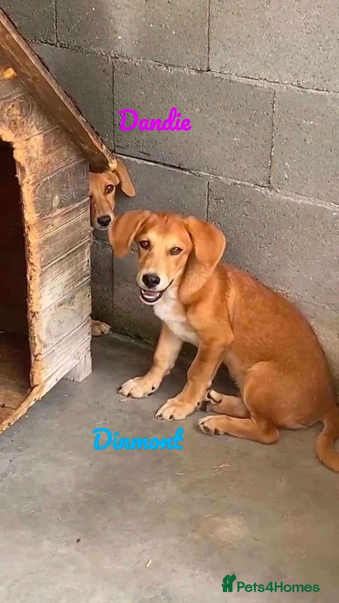Mixed Breed dogs for adoption: Dinmont, 4 months approx. Available for adoption. - Advert 2