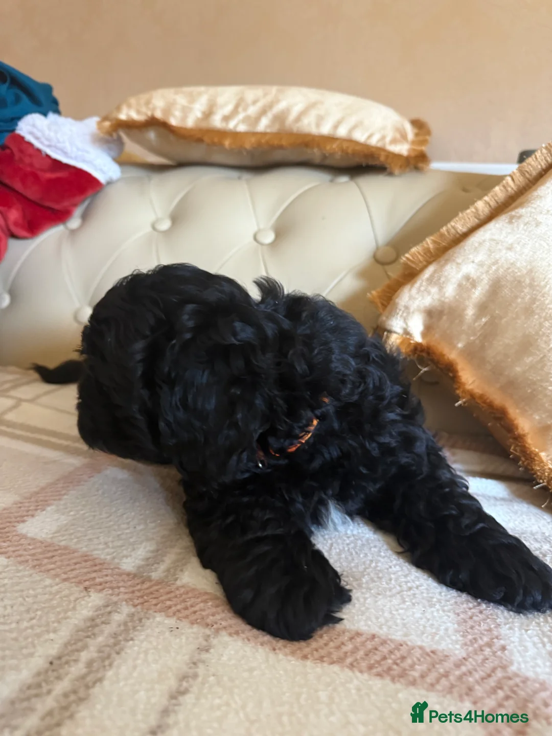 Shihpoo dogs for sale: shih poo pups  - Advert 16