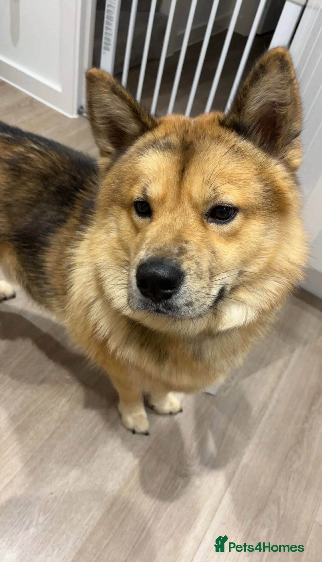 Mixed Breed dogs for sale: Alaskan Chow looking for loving and trained home in Chatteris - Advert 1