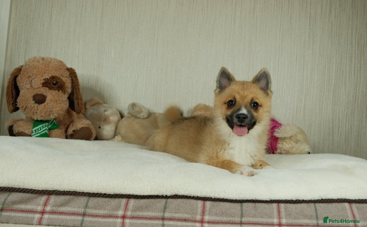 Pomsky dogs - Advert 1