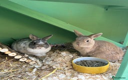 Netherland Dwarf rabbits for sale: Adult male Netherlands dwarf - Image 3