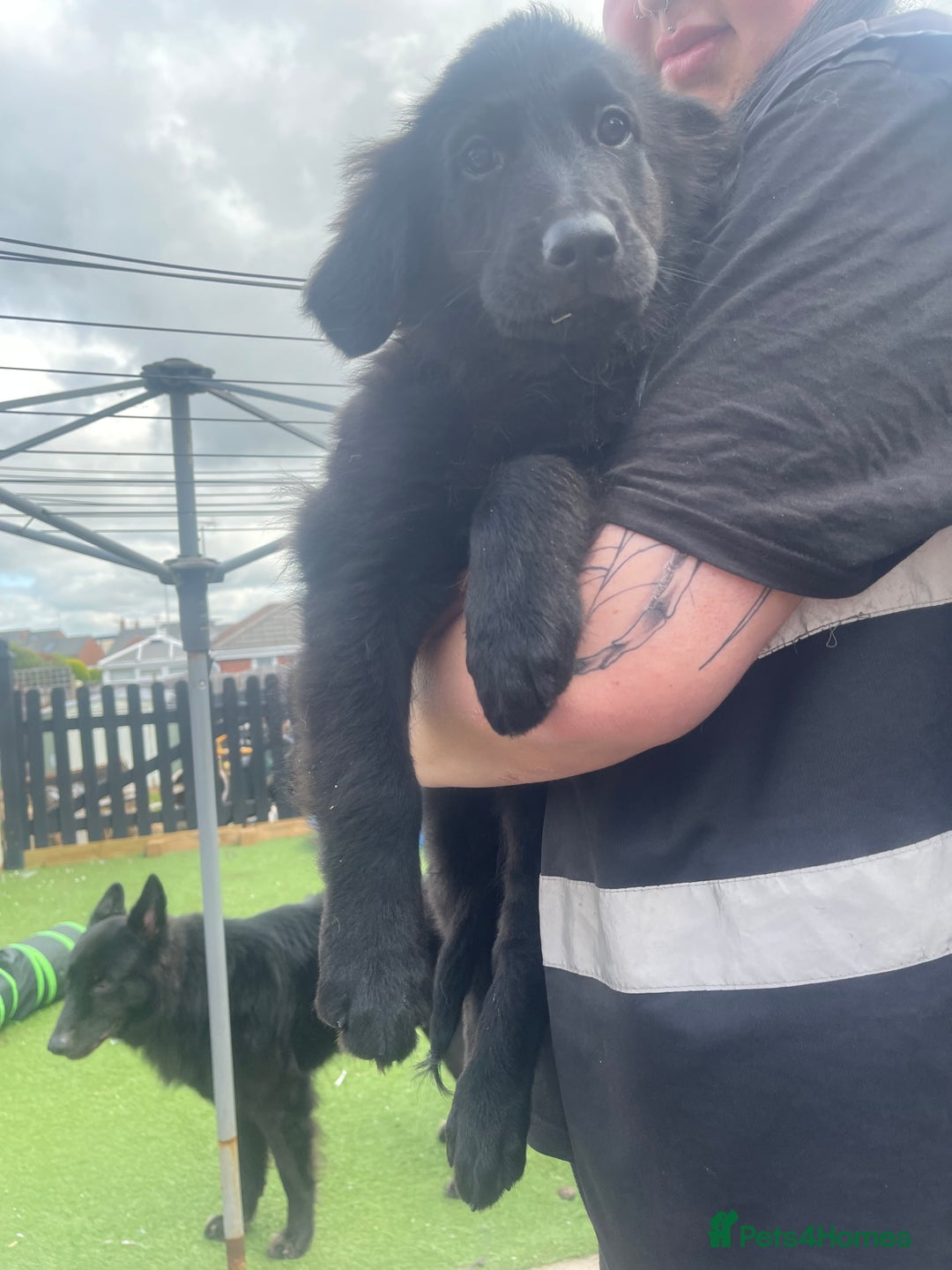 Golden Retriever German Shepherd Mix Puppies Black Golden - Main Image