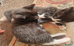 European cats for sale: Tuxedo and black kittens - Image 2