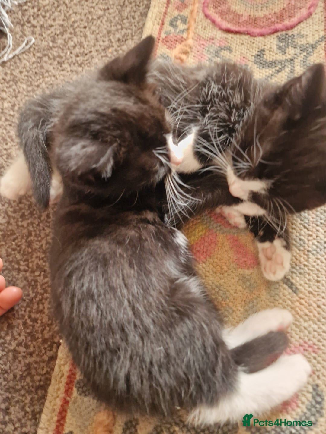 European cats for sale: Tuxedo and black kittens - Image 2