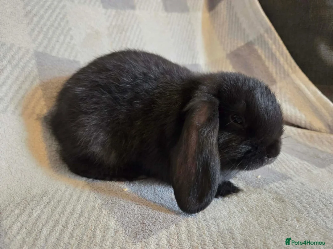 Mini Lop rabbits for sale: Mini lop - Advert 2