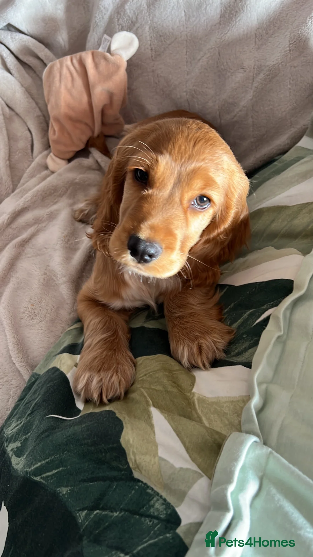 Cocker Spaniel dogs for sale: Beautiful show cocker spaniel for adoption  - Advert 7