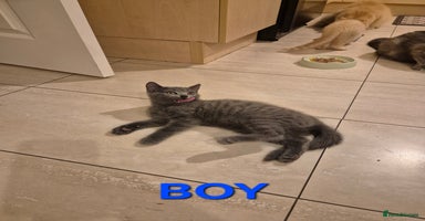 British Shorthair cats - Advert 5