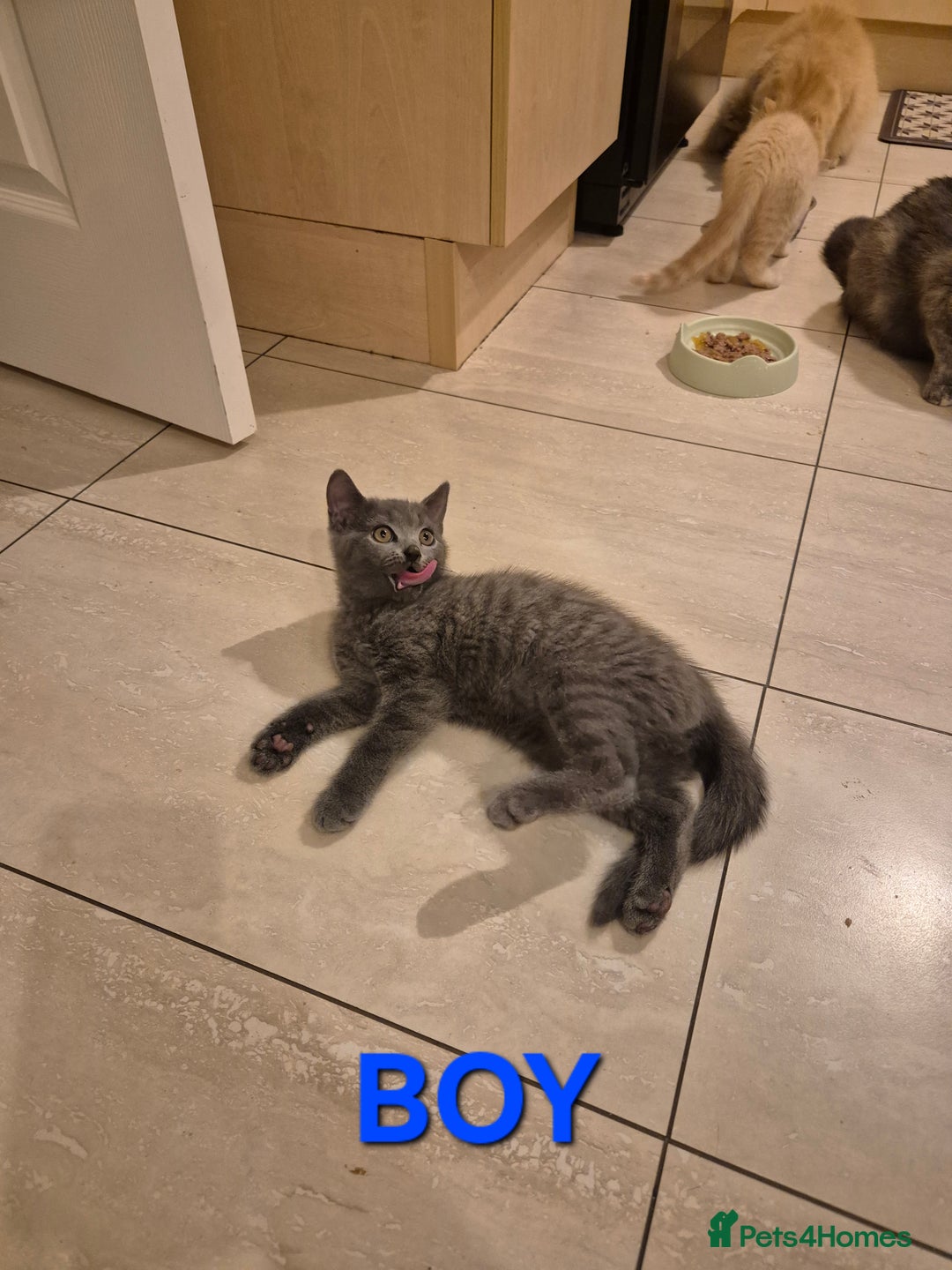British Shorthair cats for sale: British Shorthair kittens - Image 2