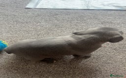 French Bulldog dogs for sale: 1 male and 2 female French Bulldogs for sale - Image 6