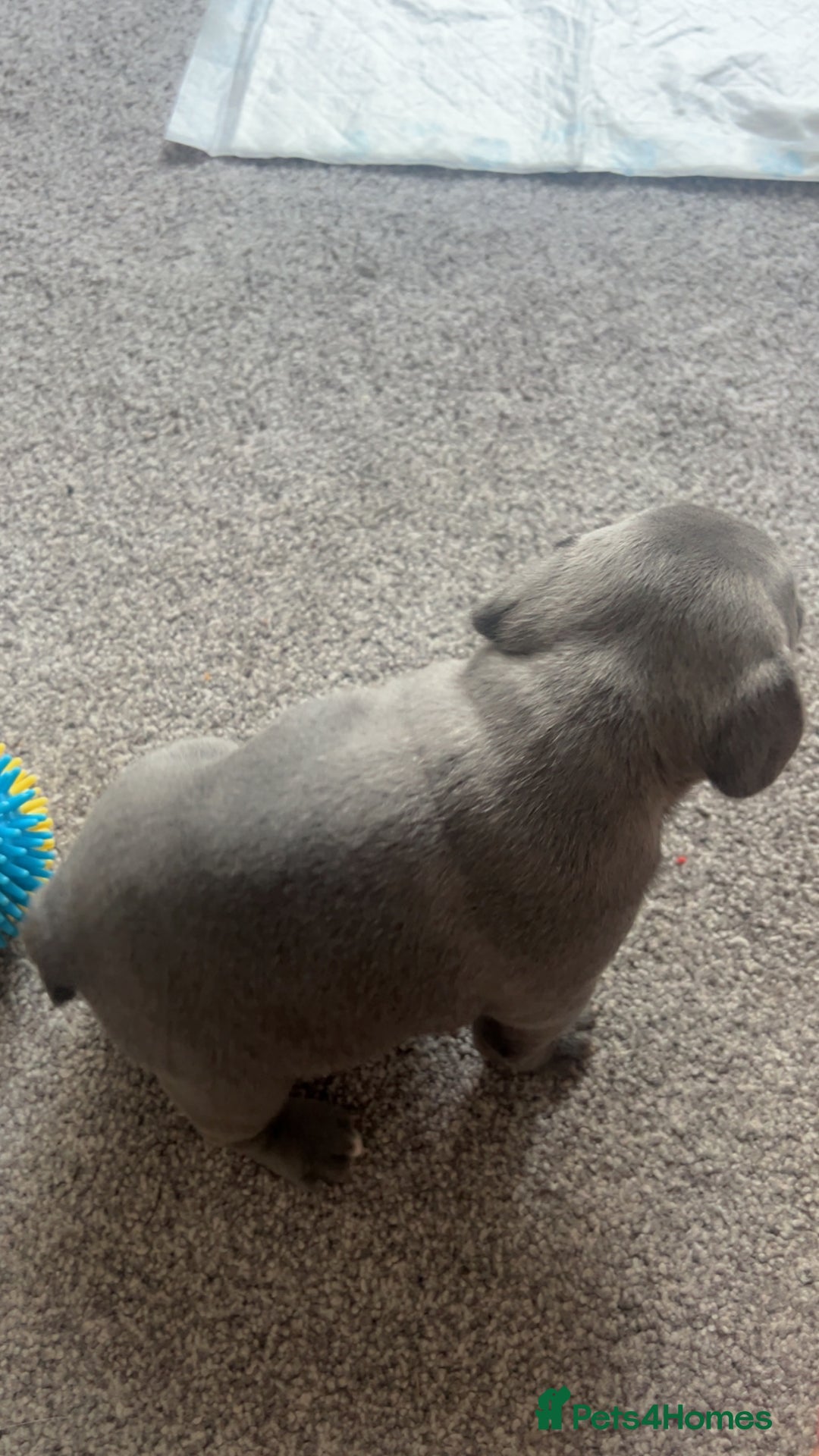 French Bulldog dogs for sale: 1 male and 2 female French Bulldogs for sale - Image 6