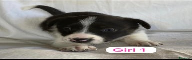Border Collie Puppy 4