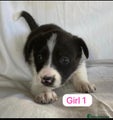 Border Collie Puppy 4