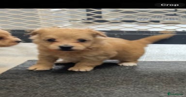 Maltipoo dogs - Advert 1