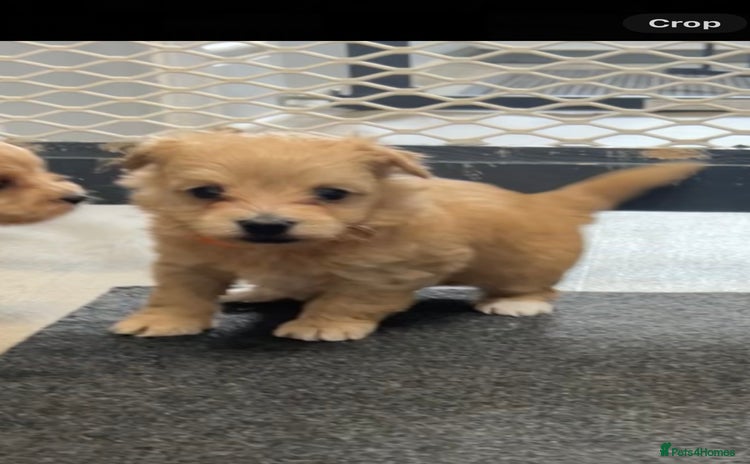 Maltipoo dogs - Advert 14