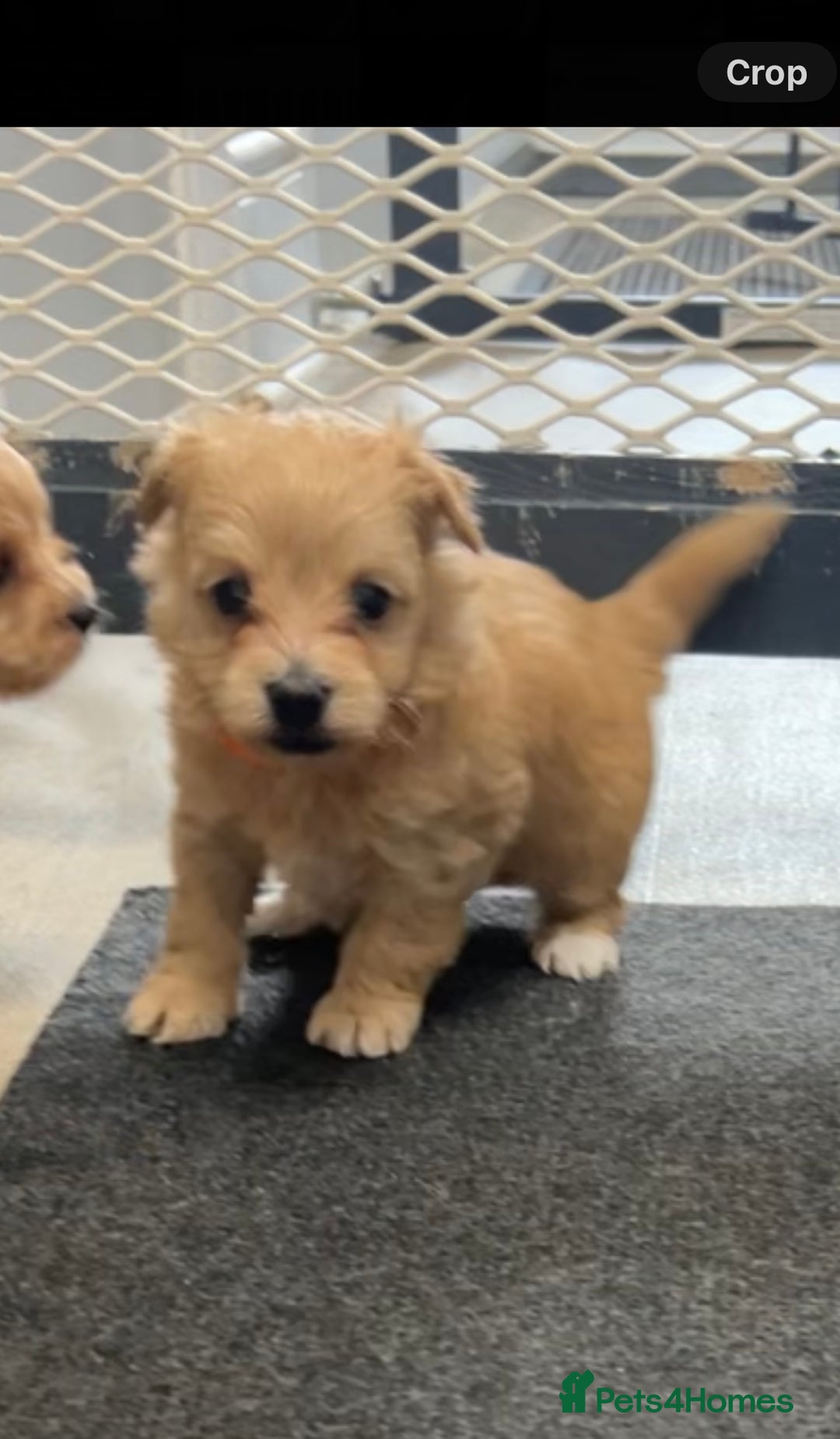 Maltipoo dogs for sale: F1 TINY TOY MALTIPOOS🩷health tested clear parents - Image 9