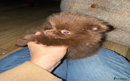 Pomeranian dogs for sale: Kc jet black Pomeranian male Merlin  - Image 12