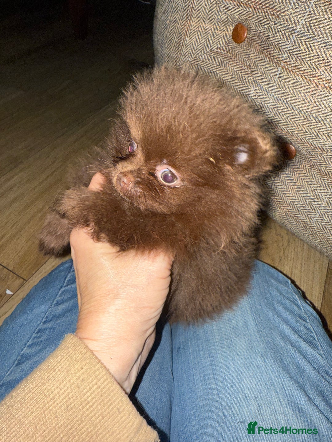 Pomeranian dogs for sale: Kc jet black Pomeranian male Merlin  - Image 12