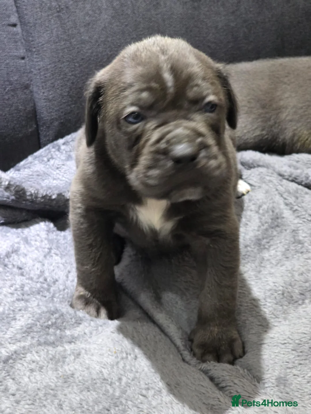 Cane Corso dogs for sale: Cane corso puppy - Advert 14