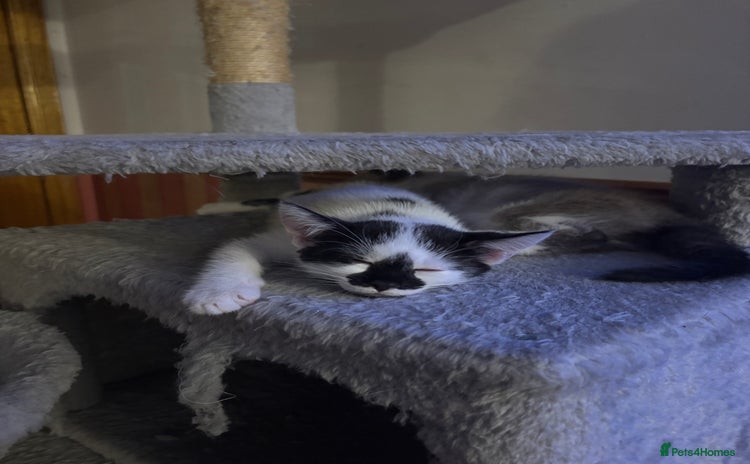 Mixed Breed cats - Advert 8