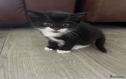 Domestic Shorthair cats for sale: 2 beautiful kittens for sale  - Image 1