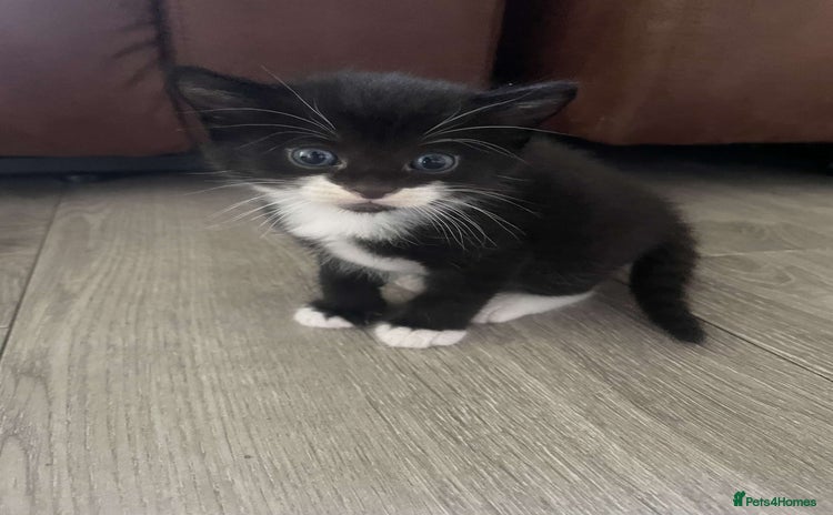 Domestic Shorthair cats - Advert 4