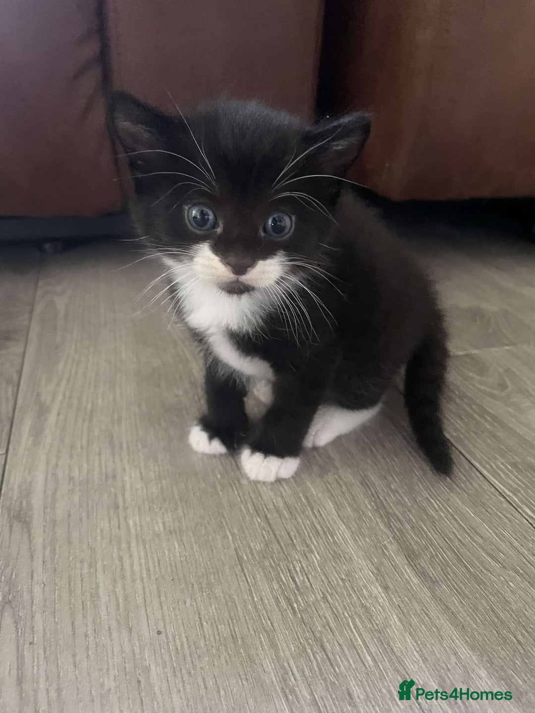 Domestic Shorthair cats for sale: 2 beautiful kittens for sale  - Image 1