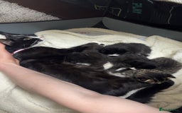Domestic Shorthair cats for sale: 3 gorgeous tuxedo kittens for sale. - Image 7