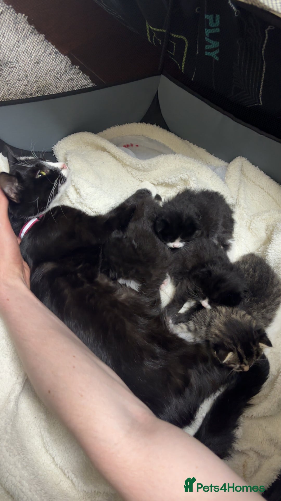 Domestic Shorthair cats for sale: 3 gorgeous tuxedo kittens for sale. - Image 7