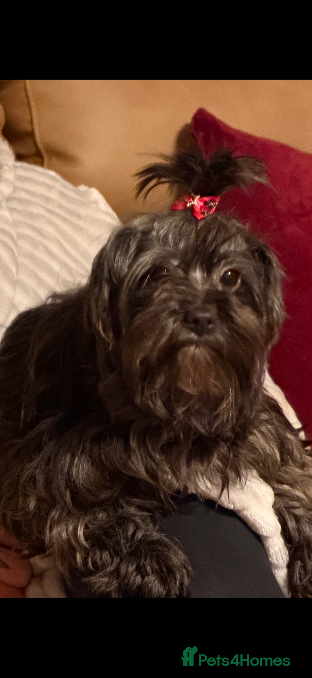 Mixed Breed dogs for sale: Biewer Terrier x mini poodle - Advert 3