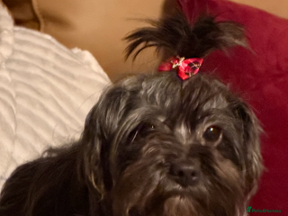 Mixed Breed dogs Biewer Terrier x mini poodle - Advert 5