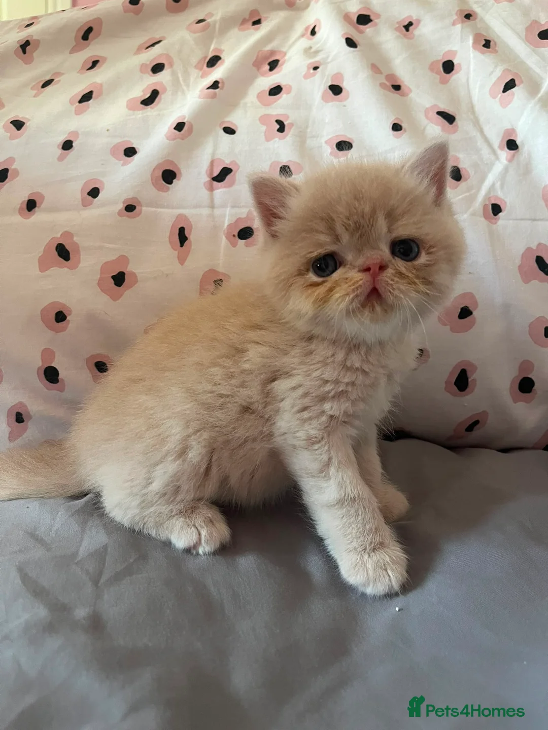 Exotic cats for sale: GCCF Registered Exotic kittens - Advert 2